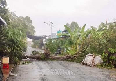 Cây xanh bật gốc, kéo gãy cột đèn đường giữa cơn mưa dông