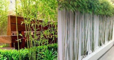 Người xưa dặn cây trước nhà không thể trồng bừa: Chọn 5 cây này thì giàu sang, gặp 3 cây này thì nên tránh