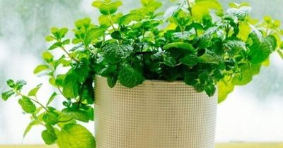 Loại cây rẻ tiền được khuyên trồng trong nhà vừa giúp lọc không khí, đuổi côn trùng, lại tốt cho sức khỏe