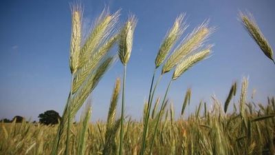 Trung Quốc thử nghiệm lúa lai khổng lồ nhằm tăng sản lượng lương thực
