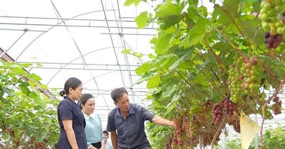 Mở hướng đi mới cho nông sản Hà Nội