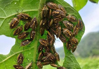 Ăn bọ xít bắt ven sông, 6 người ở Thanh Hóa nhập viện