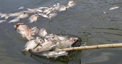 Cá chết dạt kín góc hồ điều hòa trăm tỷ ở Hà Nội