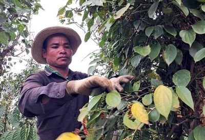 Xuất khẩu hạt tiêu bật tăng, Mỹ mua mạnh trở lại