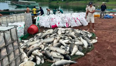 Sau những trận mưa lớn, 100 tấn cá chết nổi trắng làng bè hồ Trị An
