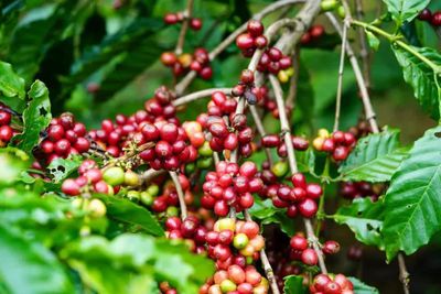 Chuyện diệt cỏ ở các đồn điền cà phê