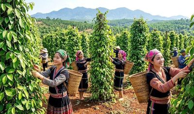 Giá tiêu hôm nay 31.5: Thị trường chưa xuất hiện động lực tăng mới