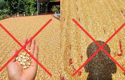 Đăng ảnh thóc phơi ngoài trời nắng nóng 'nổ thành bỏng', bị xử phạt 7,5 triệu đồng