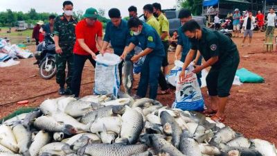 Khẩn trương làm rõ nguyên nhân, xử lý số cá chết trên hồ Trị An