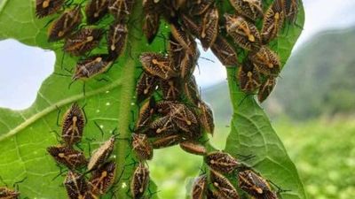 6 người nhập viện nghi do ăn bọ xít bắt ngoài tự nhiên