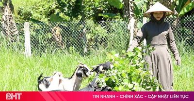 Cầu vượt cung, giá dê ở 'thủ phủ nuôi dê' Hà Tĩnh lập đỉnh