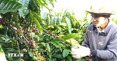 Thị trường nông sản: Giá càphê mất đà tăng, gạo Việt chịu thêm áp lực