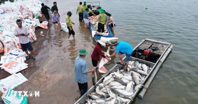 Hơn 100 tấn cá chết trên hồ Trị An tại Đồng Nai