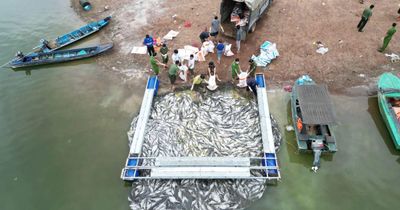Đồng Nai: Hơn 100 tấn cá chết nổi trắng các lồng bè trên mặt hồ Trị An