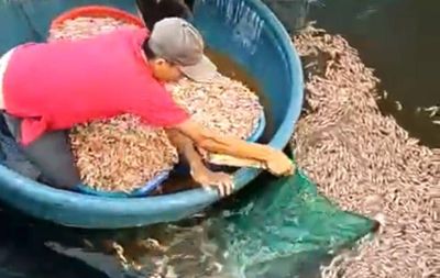 Điều tra vụ hồ tôm của người dân ở Quảng Trị nghi bị đầu độc