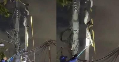 Nhìn lên cột điện, người dân bắt gặp cảnh tượng bất ngờ