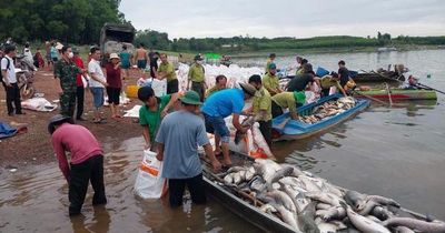 Hơn 200 tấn cá chết trắng hồ Trị An sau mưa lớn, người dân chung tay thu mua 'giải cứu'