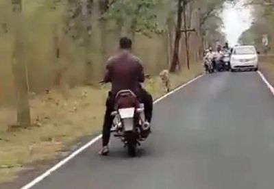 Đứng đối mặt 2 con hổ giữa đường, nam thanh niên khiến người xem lạnh gáy