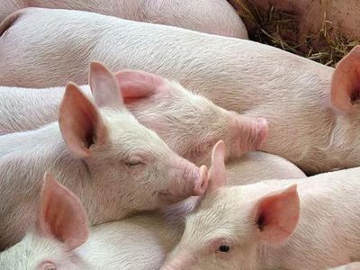 Giá heo hơi ngày 30/5: Thị trường tiếp tục đi xuống