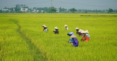 Liên kết làm nông