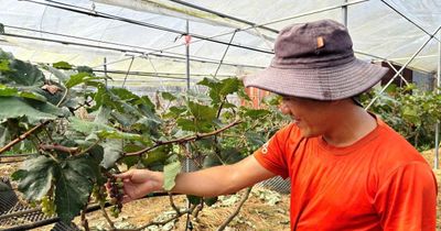 Khi người trẻ chọn về quê