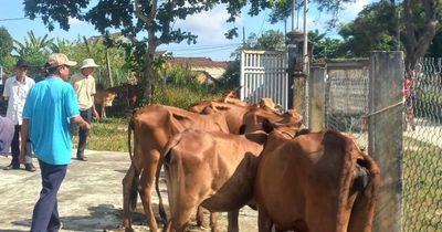 Xã Thăng Bình trao 28 con bò cái giống cho hộ nghèo chăn nuôi