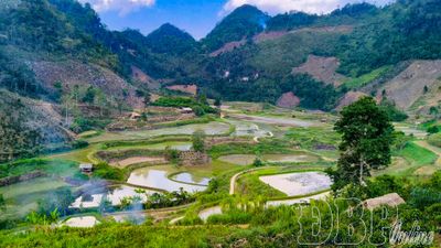 Mùa ốc thả đồng ở bản Lồng