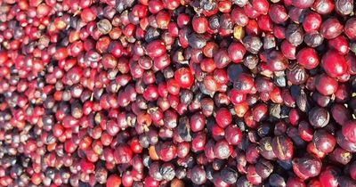 Cà phê quay đầu giảm mạnh 1.800 đồng/kg trong ngày cuối tháng 5