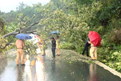 Khẩn trương thu dọn cây gãy đổ trên đèo Ngoạn Mục