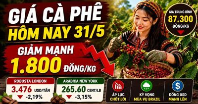Giá cà phê hôm nay 31/5 lao dốc, mất tới 1.800 đồng/kg