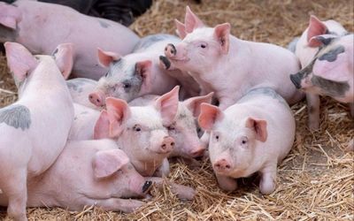 Ngày 31/5: Giá heo hơi giao dịch trong khoảng 66.000 - 68.000 đồng/kg