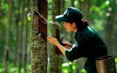 Ngày 31/5: Giá cao su châu Á diễn biến tích cực trong phiên cuối tuần