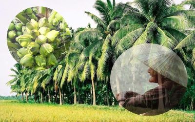 Bóng dừa, bóng ngoại rợp mát đời con