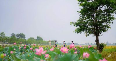 Tháng 6 đến Huế: Nghe nhạc quốc tế, ngắm sen Tịnh Tâm