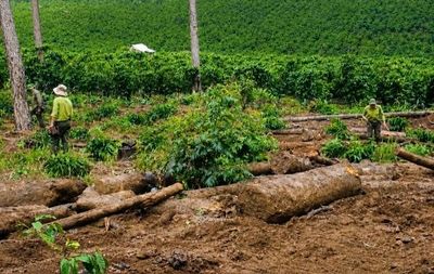 Công ty An Phú Nông đã trả khoản nợ 3,6 tỷ đồng cho Nhà nước hay chưa?