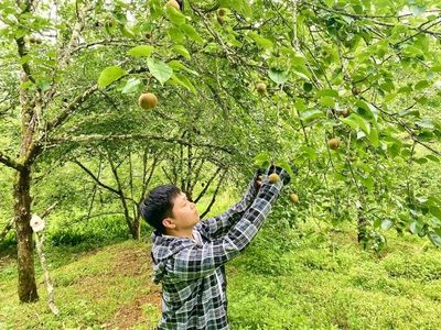 Phát triển cây trồng giá trị kinh tế cao, thúc đẩy kinh tế nông nghiệp hàng hóa bền vững