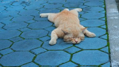 Bí ẩn mùa 'nằm sấp': Cách động vật và con người hạ nhiệt trong ngày hè oi bức