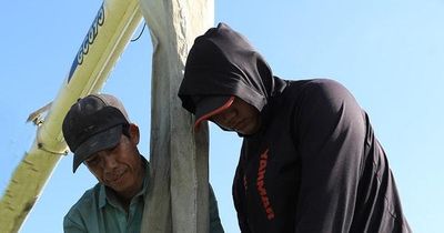 Ngoại thành rộn ràng mùa gặt