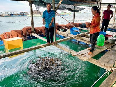 Nuôi cá lồng bè ở đảo Nam Du: Sinh kế giữa trùng khơi và đòn bẩy từ vốn tín dụng
