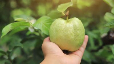 Bí quyết giảm cân bất ngờ từ loại quả quen thuộc với người Việt