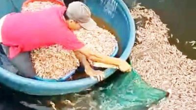 Quảng Trị: Điều tra vụ hồ tôm của người dân nghi bị đầu độc