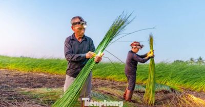 Theo chân người dân ra đồng từ mờ sáng vào vụ thu hoạch cói