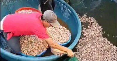 Tôm chết trắng hồ, hút cạn nước phát hiện vật lạ