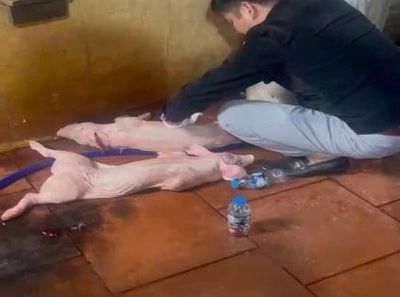 Thanh Hóa tăng cường đấu tranh với vi phạm liên quan dịch bệnh động vật và an toàn thực phẩm