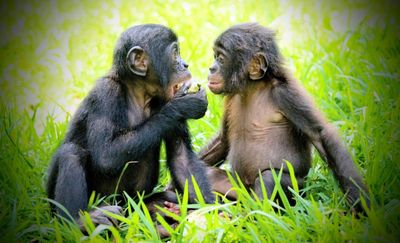 Bất ngờ linh trưởng có 'hội bạn thân' giống hệt con người