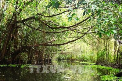 Cận cảnh cánh rừng tràm cổ thụ đẹp như tranh vẽ ở miền Tây