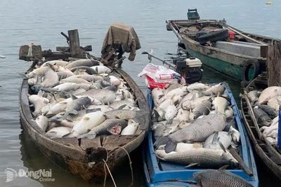 Cá chết tại phường Trị An là do sự biến đổi đột ngột, bất lợi về môi trường