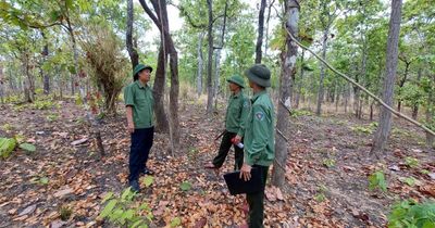 Gia Lai: Áp lực giữ rừng ngày càng gia tăng