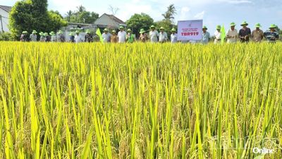 Xã Vạn Ninh tổ chức mô hình trình diễn giống lúa mới cho năng suất cao