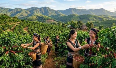Giá cà phê hôm nay 1/6: Robusta và Arabica cùng lao dốc